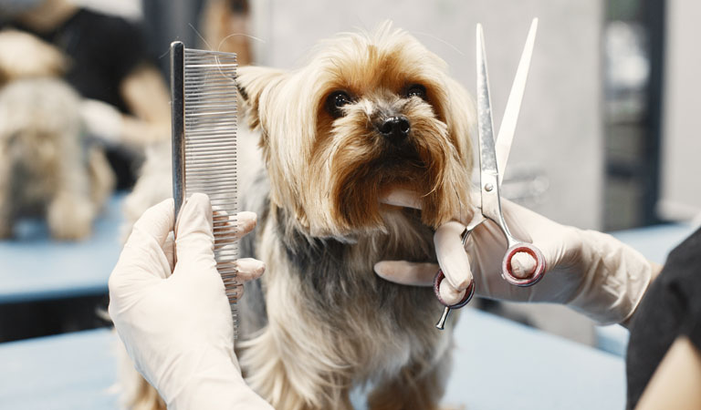 Pet Gatô - Clínica Veterinária e Pet Shop